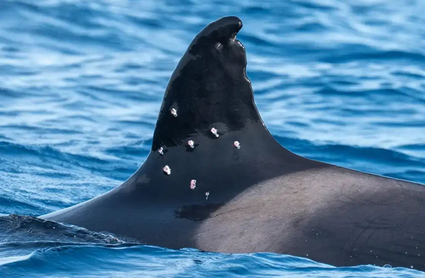 Iberian orca ‘injured by shotgun blast’ off Spanish coast