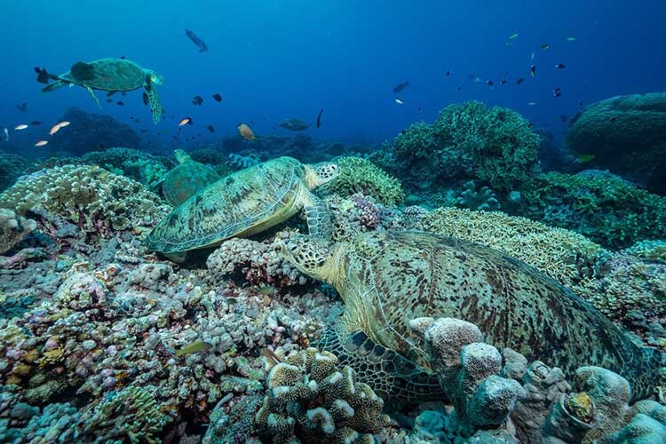 turtles on a reef in tubbataha