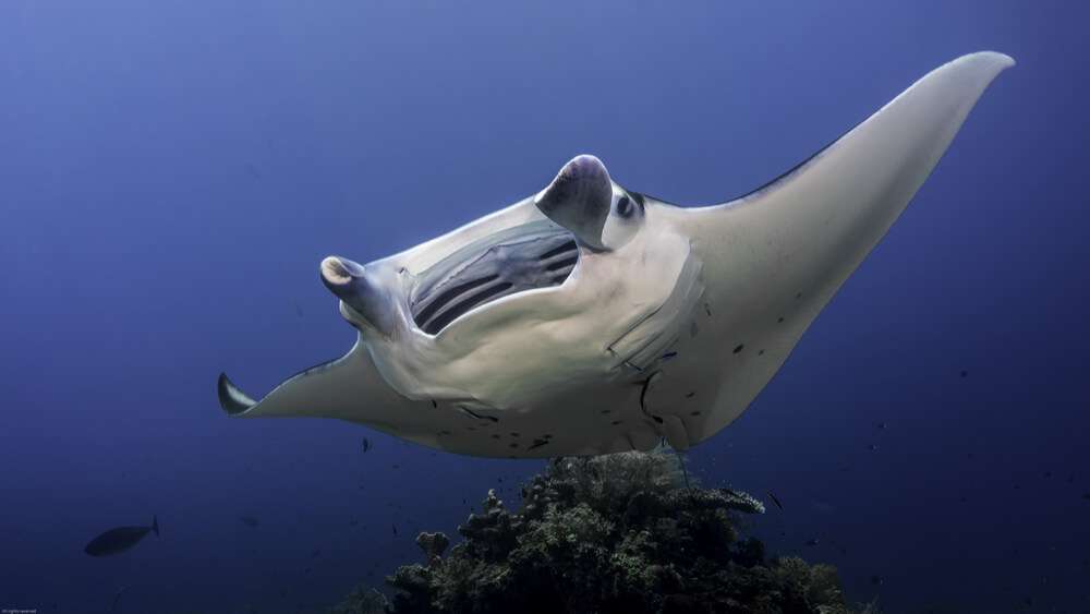 Manta ray