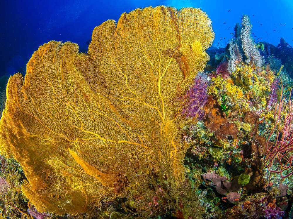 Gorgonian fan philippines