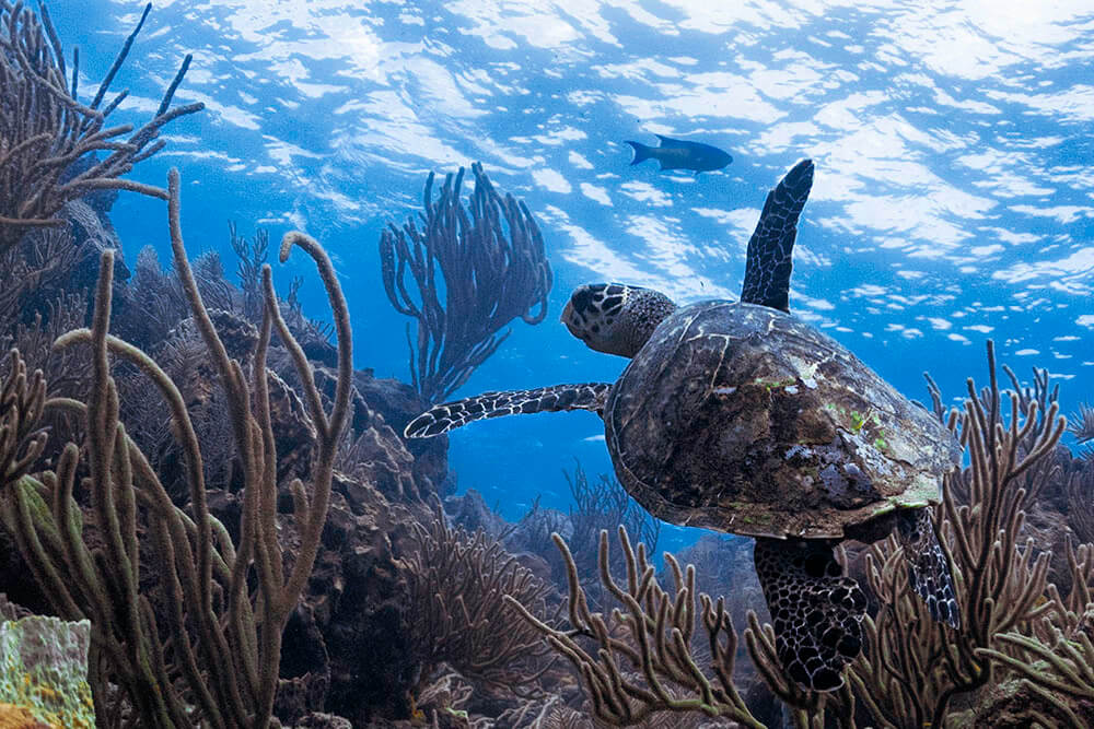 turtle on reef in tobago