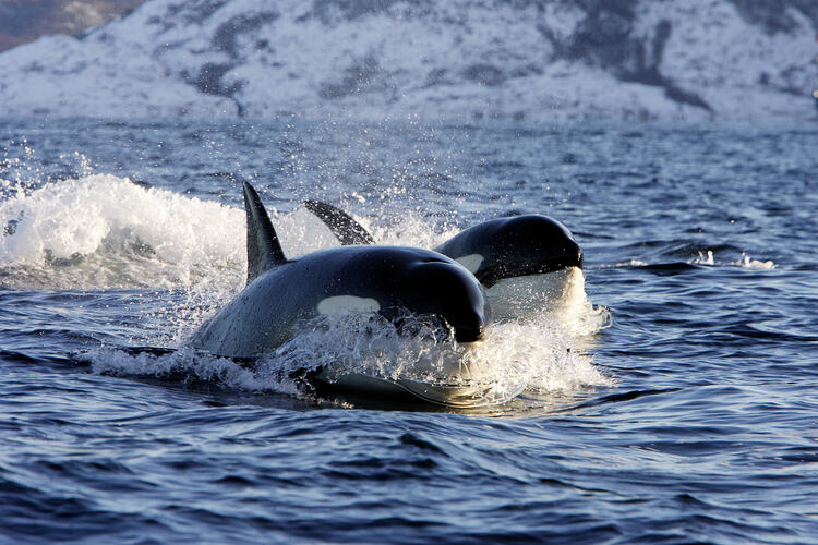 Two orcas in sea, Lofoten Islands, Norway