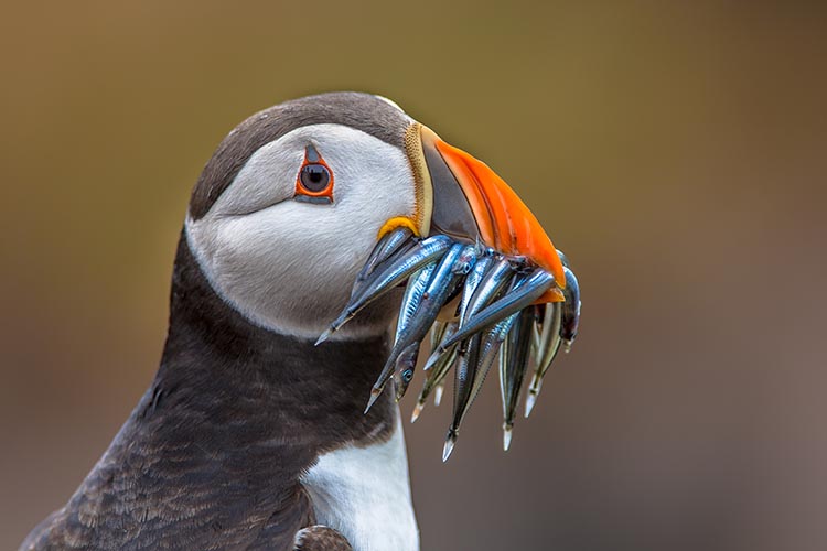 puffin with sandeels in its mouth