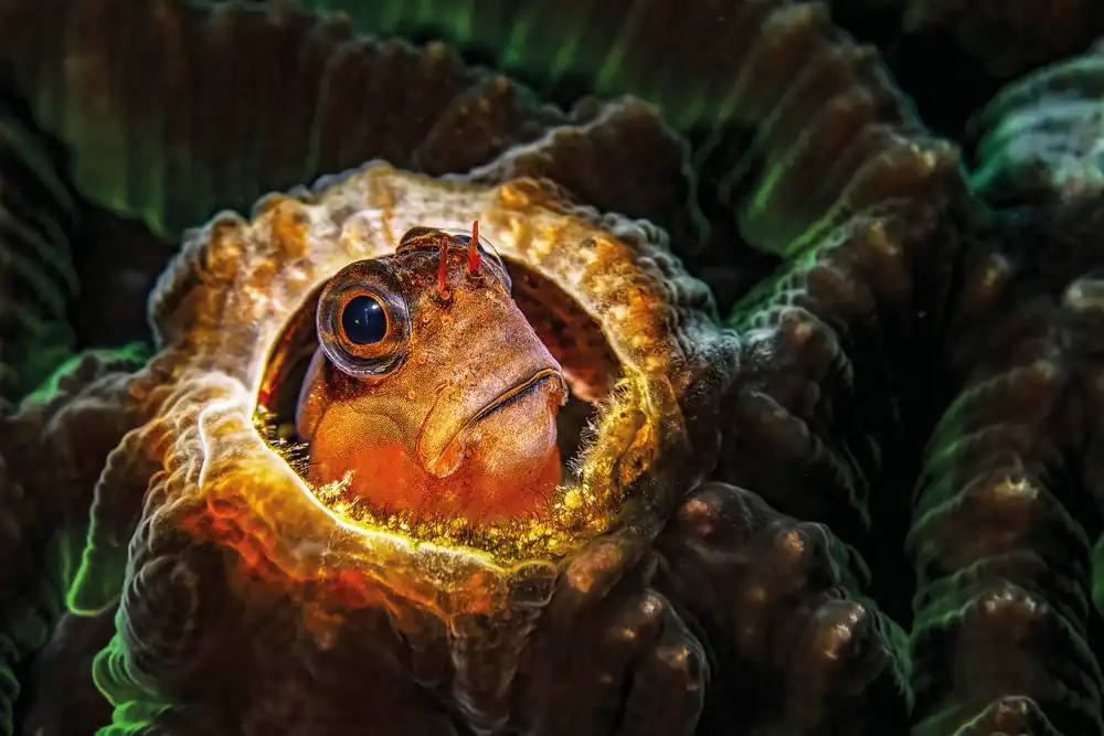 A blenny peering from a coral reef burrow
