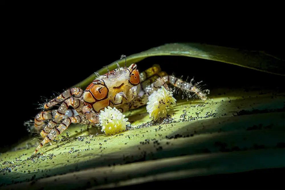 A fingernail-sized pom-pom or boxer crab