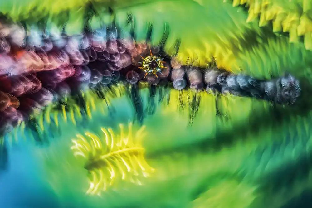 Ornate ghost pipefish among feather stars