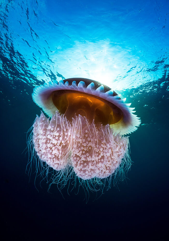Jellyfish underwater lit up by sunlight