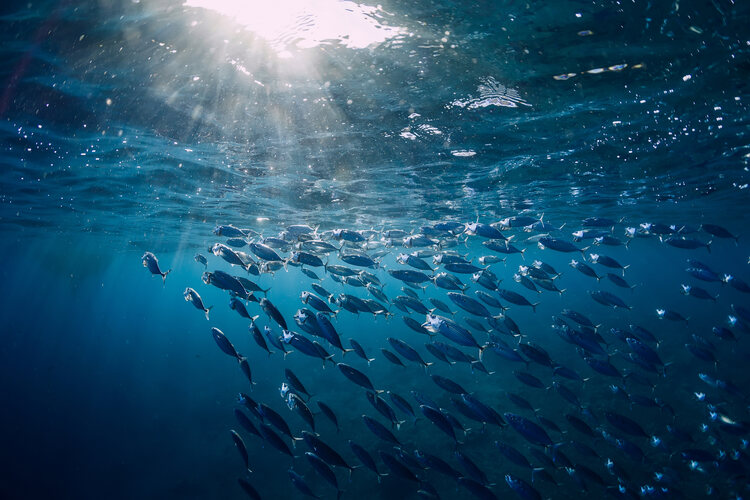 Underwater view of ocean with school of fish