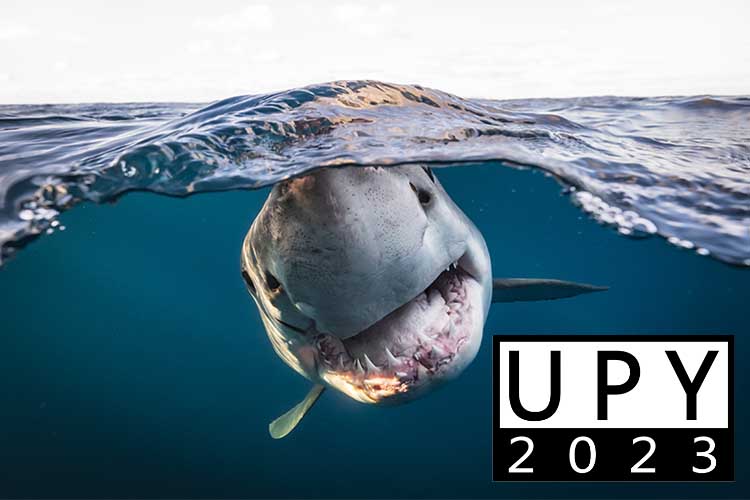 Underwater Photographer of the Year 2023 opens for entries