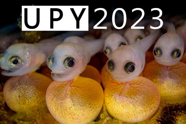 Underwater Photographer of the Year 2023 winners announced