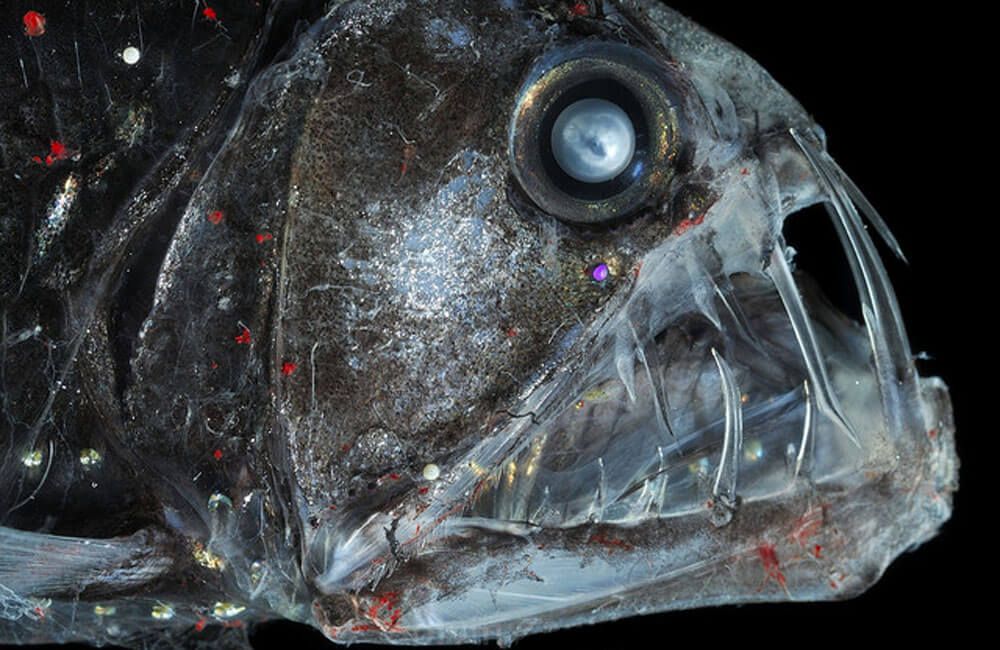 one of the most scary fish in the deep oceans is the deep-sea dragonfish