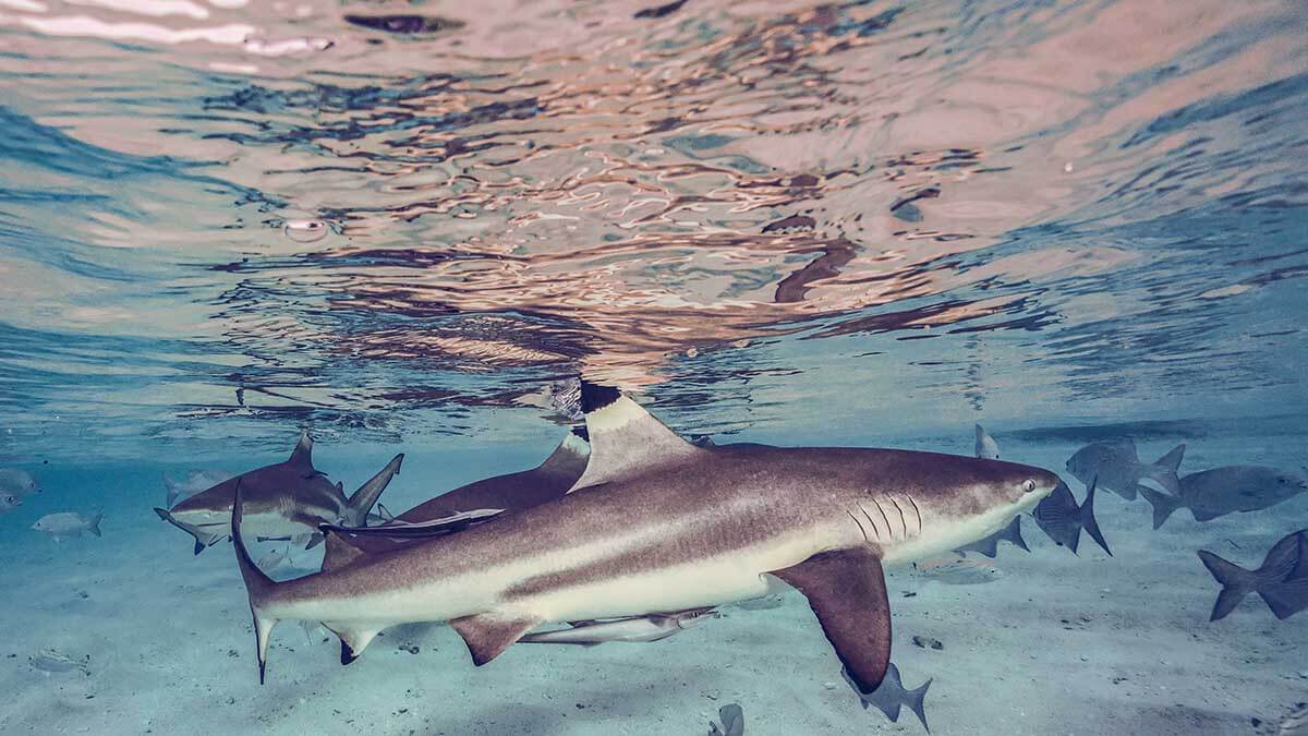 blacktip reef sharks at waigei archipelago 