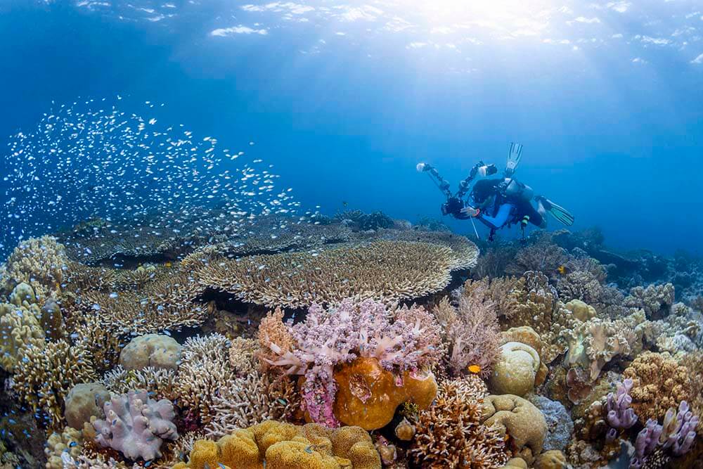 7 reasons Wakatobi Resort is a scuba divers' favourite - DIVE Magazine