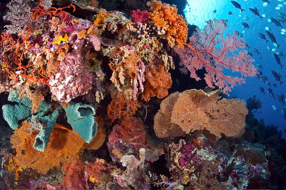 Wakatobi dive site Cornucopia