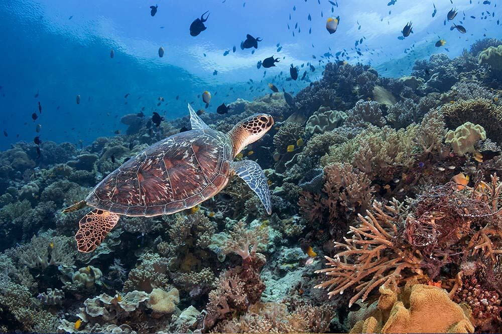 Turtle on Wakatobi house reef