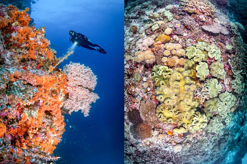 Diving Functions Wakatobi - the art of leaving it be - DIVE Magazine