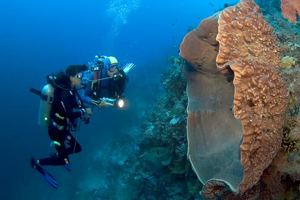Scuba divers exploring Wakatobi’s reef beside a giant barrel sponge