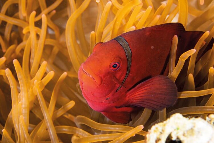 a maroon clownfish