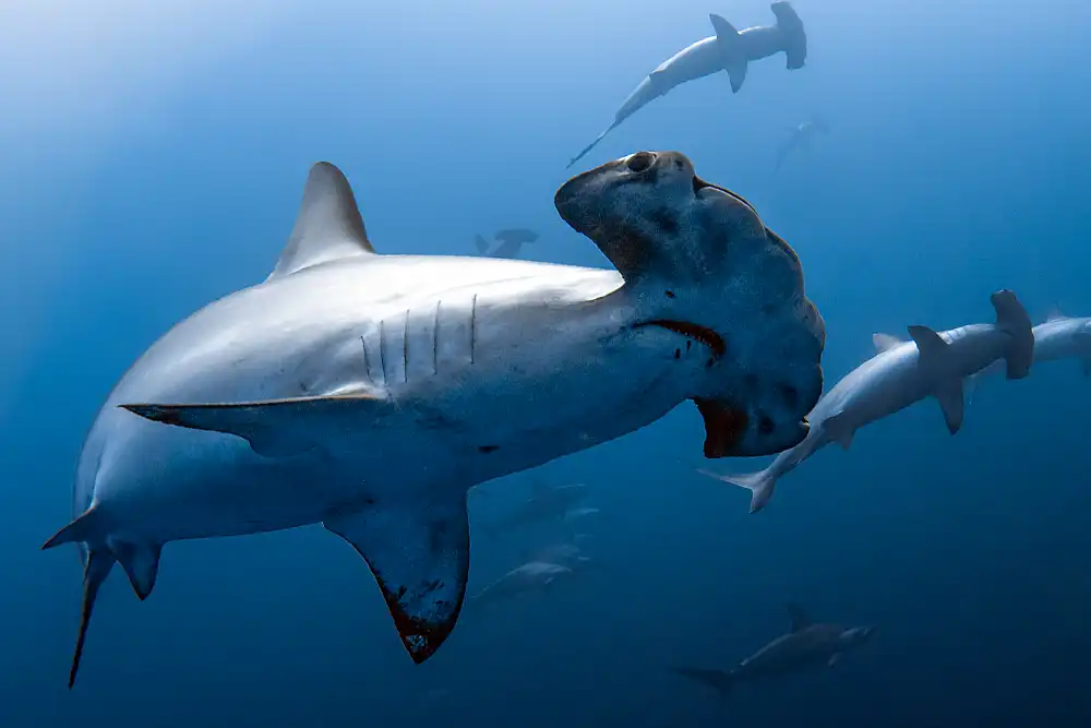 New shark protections agreed at CMS CoP15 in Brazil