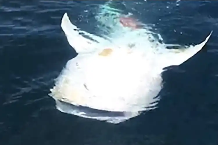 a dying whale shark floating upside down at the surface of the water