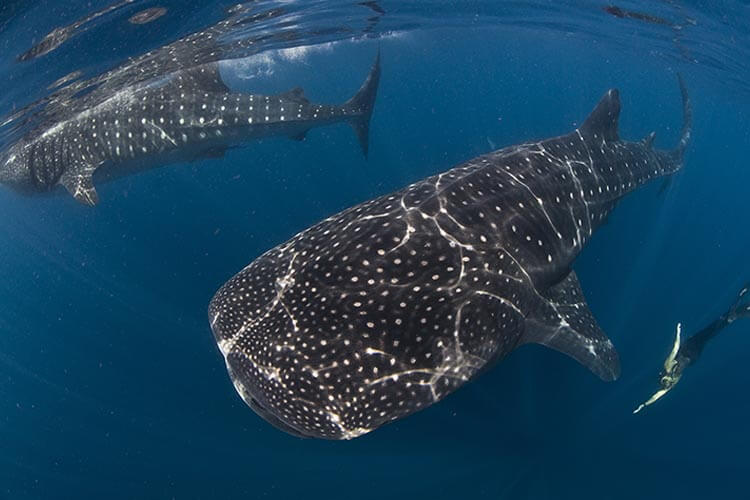 whale shark 