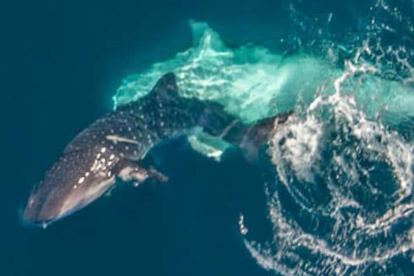 Whale Shark Mating Behaviour Photographed At Ningaloo Dive Magazine