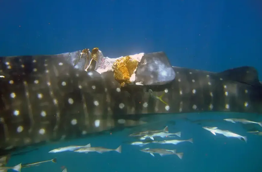 Collaborative study highlights global shipping threat to whale sharks