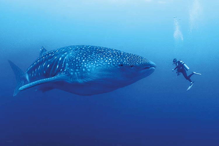 How and why is the whale shark the world's largest fish - DIVE