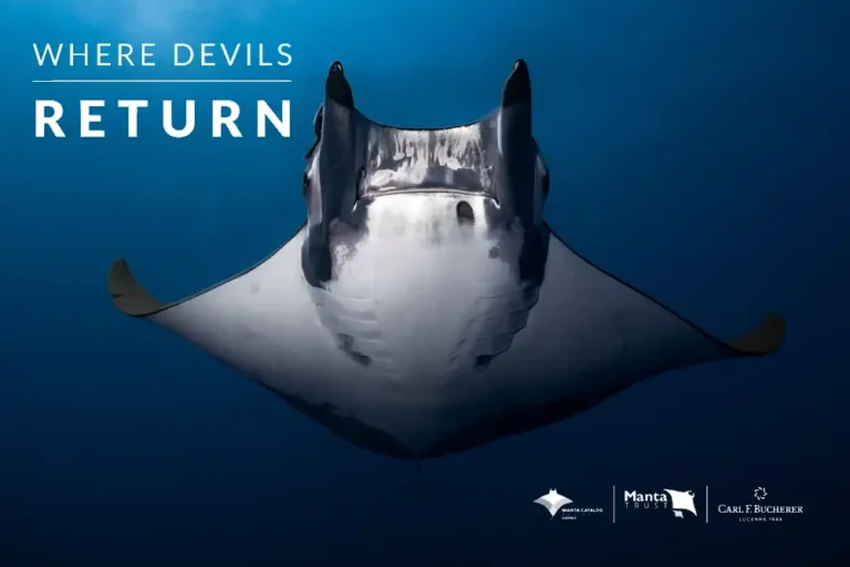 New documentary spotlights endangered sicklefin devil rays of the Azores