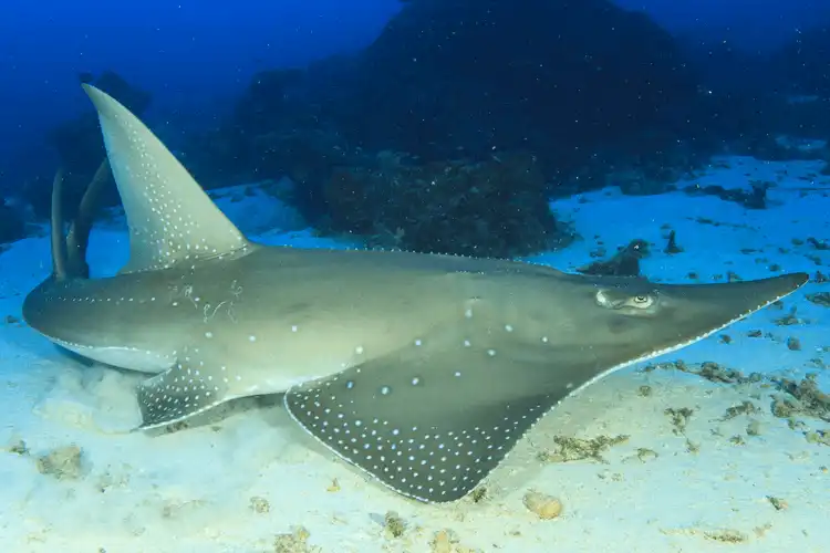 Guitarfish now the most critically endangered marine family