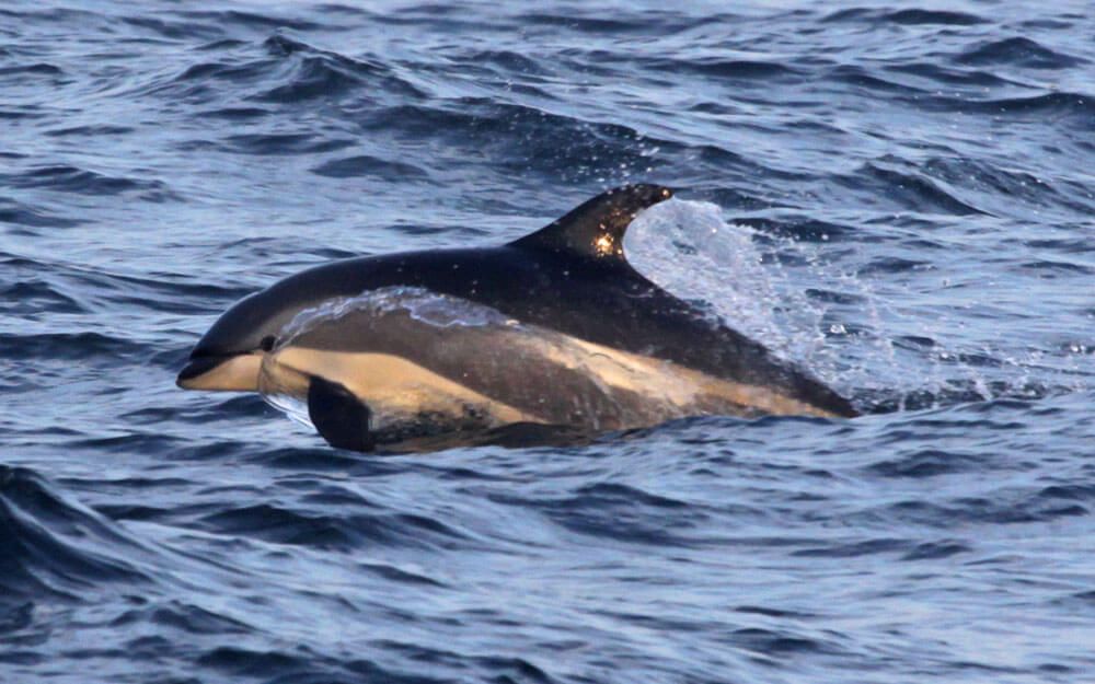 Atlantic white sided dolphin in UK waters