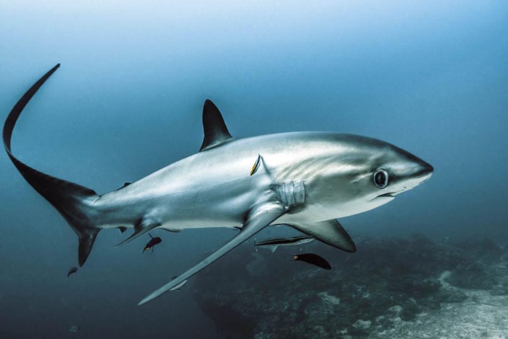 wide eyed and whiptailed thresher shark by Doug Seifert