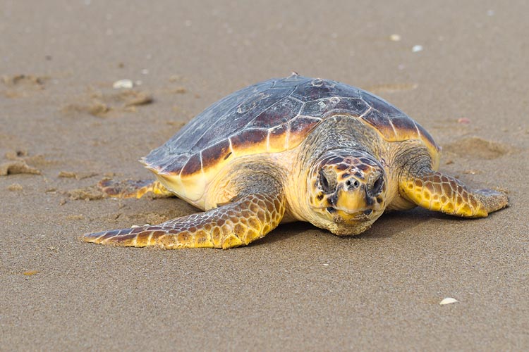 World Turtle Day – highest UK turtle sightings for nine years