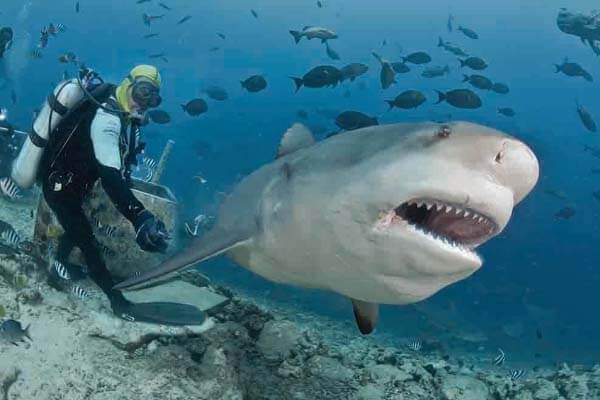 Is this the world’s best shark dive?