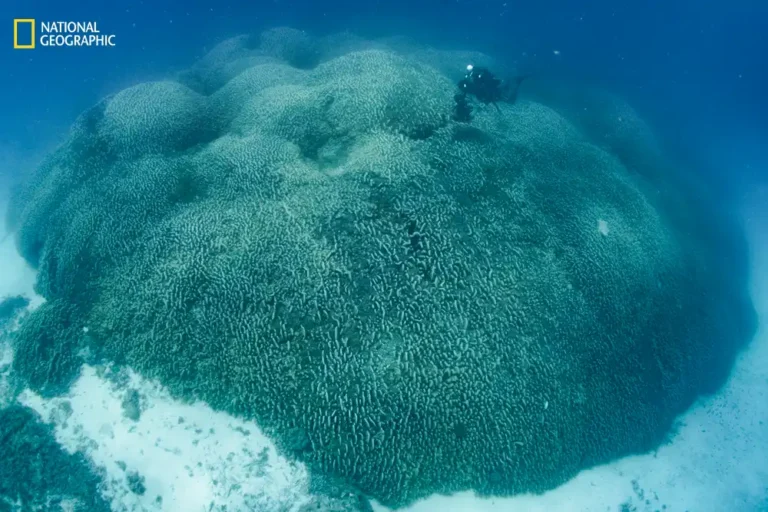 World’s largest coral colony discovered in Solomon Islands