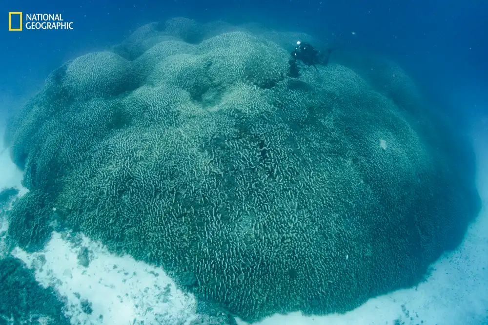 World’s largest coral colony found in Solomon Islands