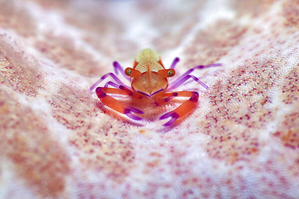 red and purple shrimp on coral