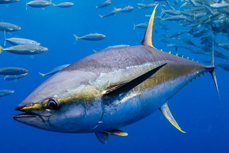 closeup of a yellowfin tuna