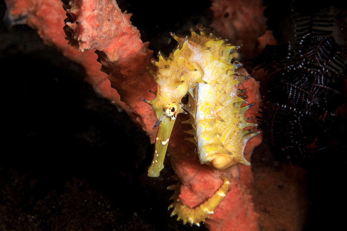 A yellow thorny seahorse on red coral