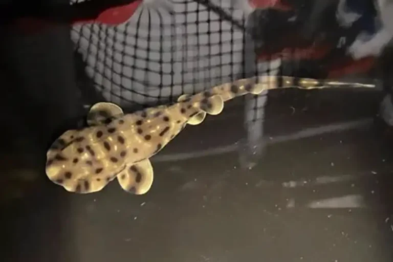 baby swell shark swimming in its aquarium