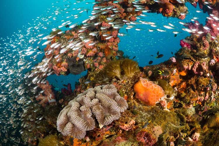 ss yongala is a popular recreational wreck dive