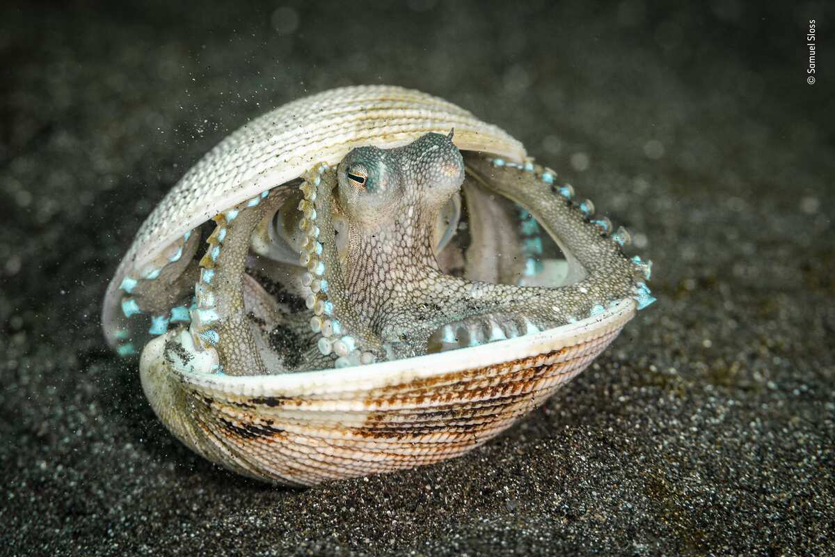 ocotopus peers out from shell