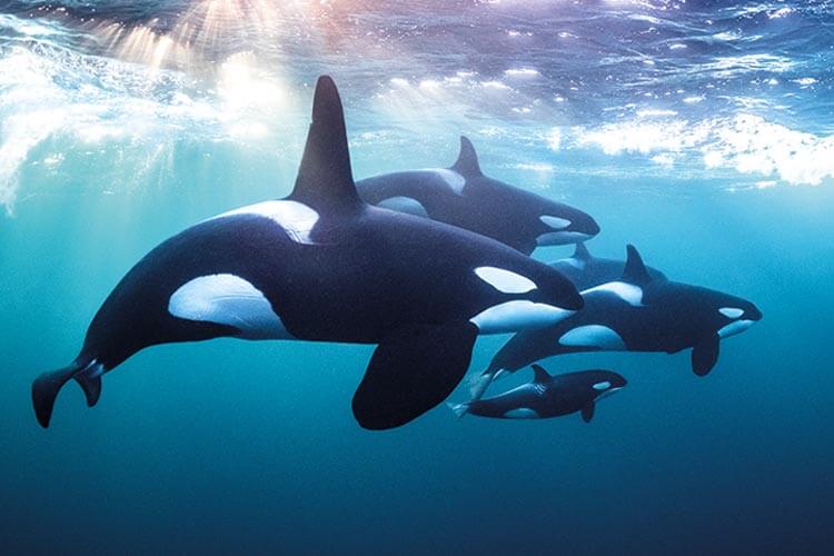 Life Changing: Todd Thimios’ stunning Norway orca photography